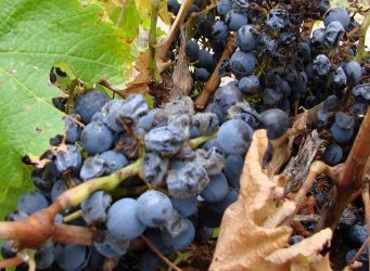 botrytis on grapes