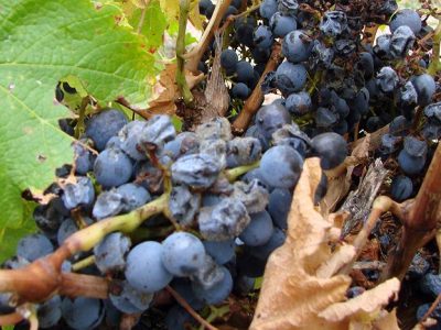 botrytis on grapes
